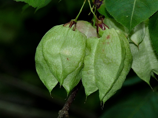 {Staphylea trifolia}